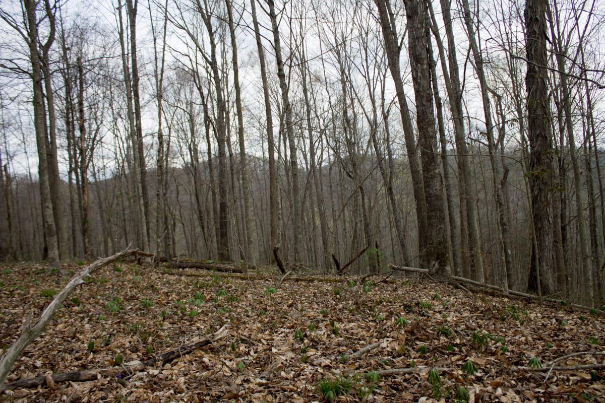 Chestnut Oak Ridge Tract 10 photo 9