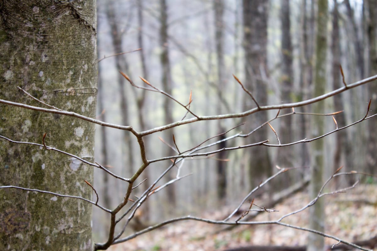 Chestnut Oak Ridge Tract 10 photo 10