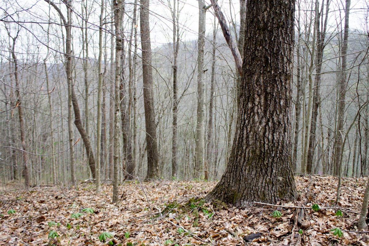 Chestnut Oak Ridge Tract 10 photo 12