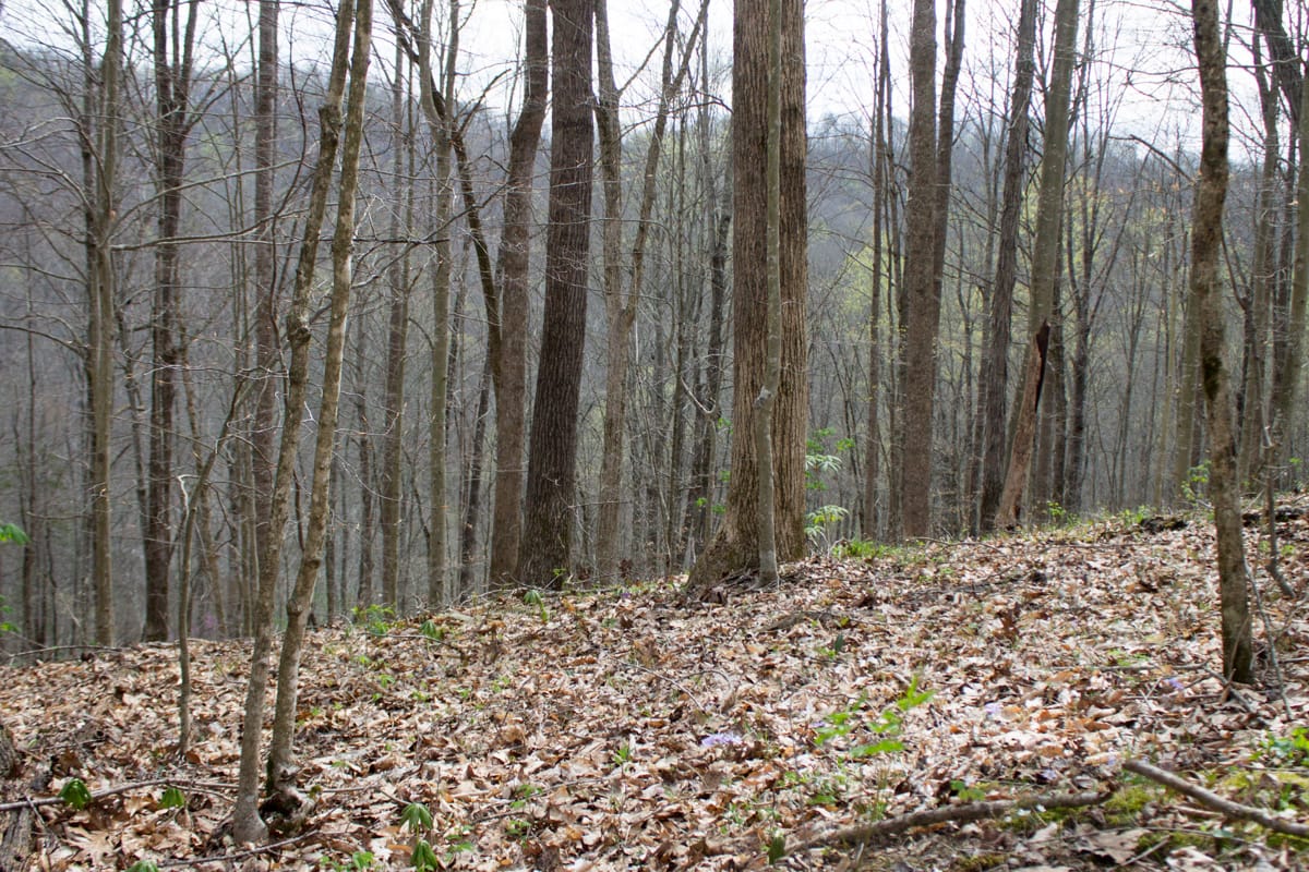 Chestnut Oak Ridge Tract 10 photo 13