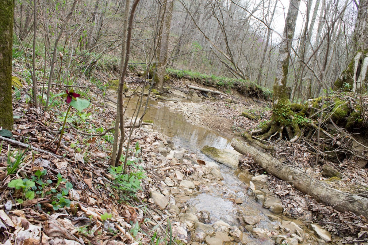 Chestnut Oak Ridge Tract 10 photo 14