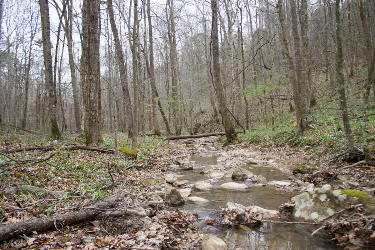 Chestnut Oak Ridge Tract 10 photo 15