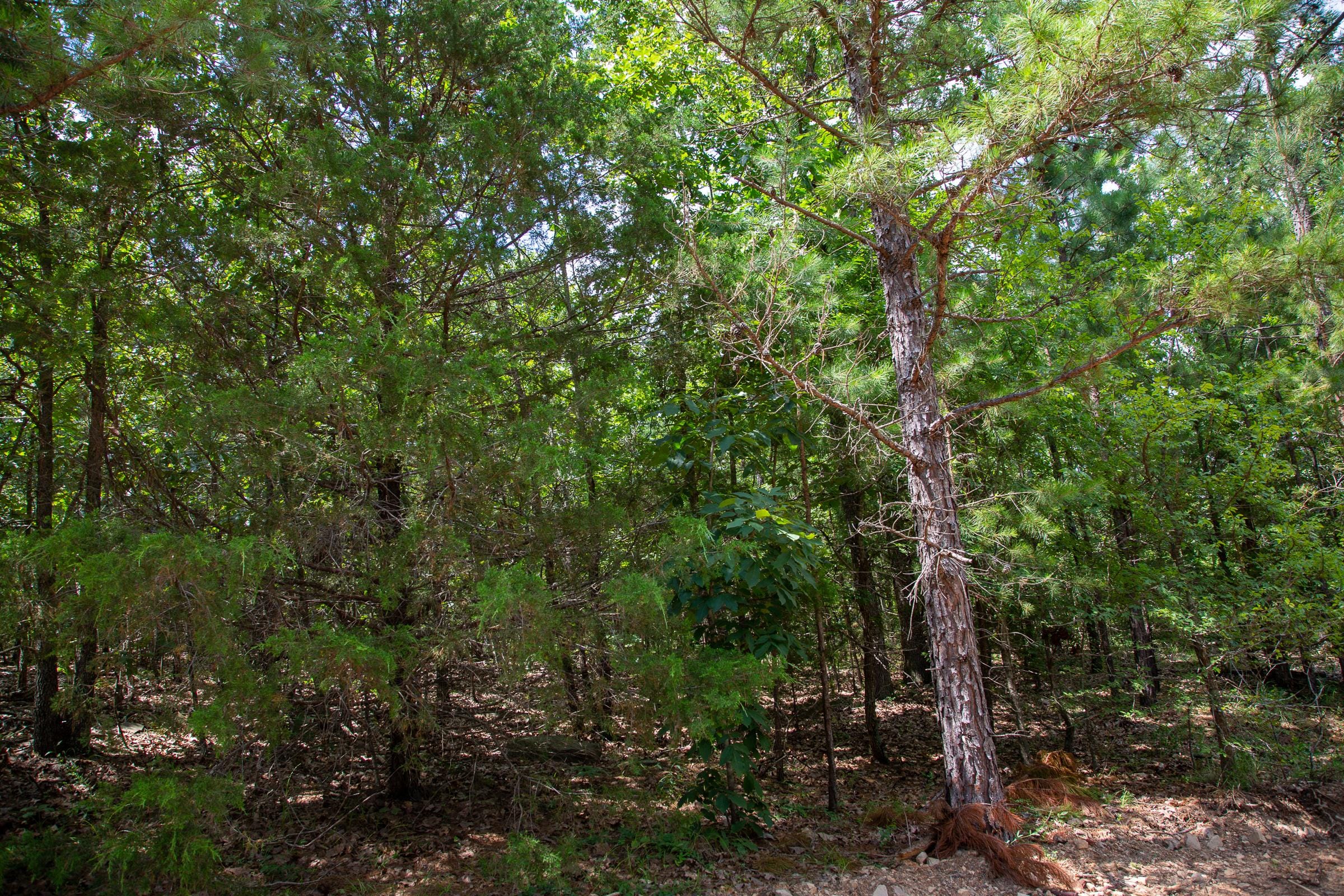 Tyler Stone Ranch Tract 67 photo 9