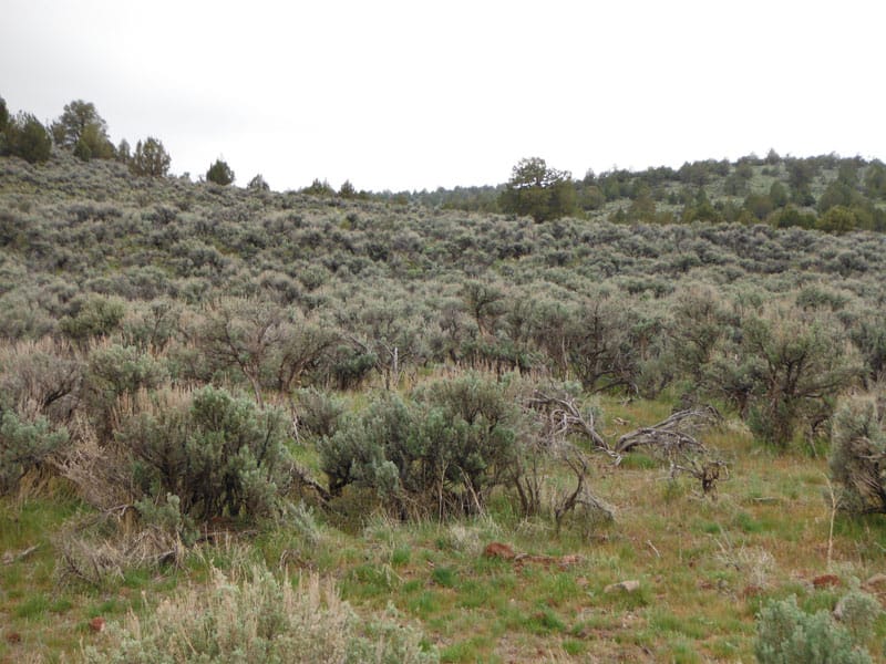 Moon Valley Ranch Tract 896 photo 5