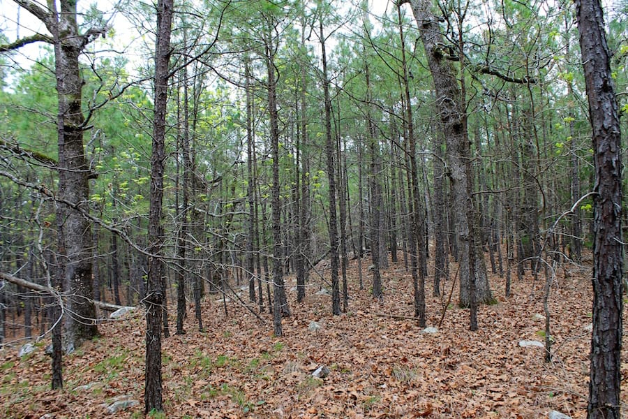 Trophy Ridge Phase III Tract 47 photo 2