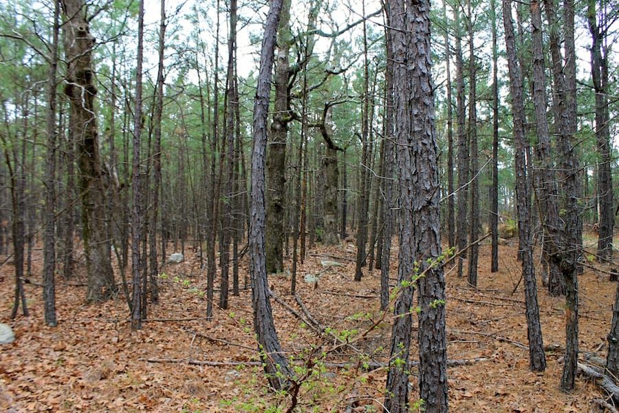 Trophy Ridge Phase III Tract 47 photo 3