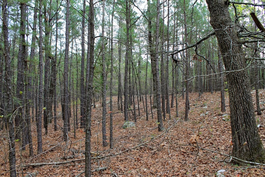 Trophy Ridge Phase III Tract 47 photo 4