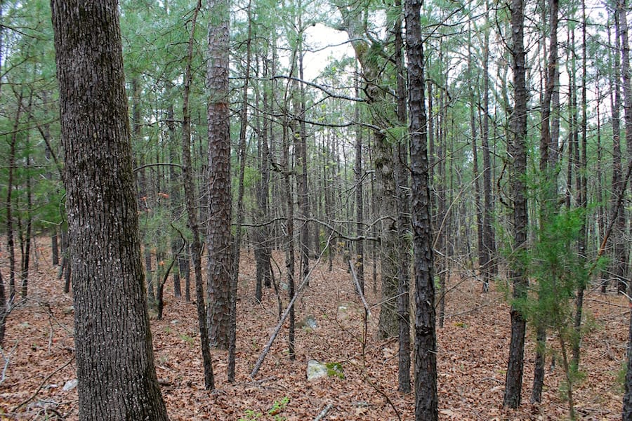 Trophy Ridge Phase III Tract 47 photo 5
