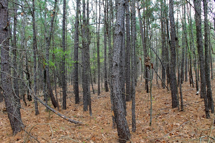 Trophy Ridge Phase III Tract 47 photo 6