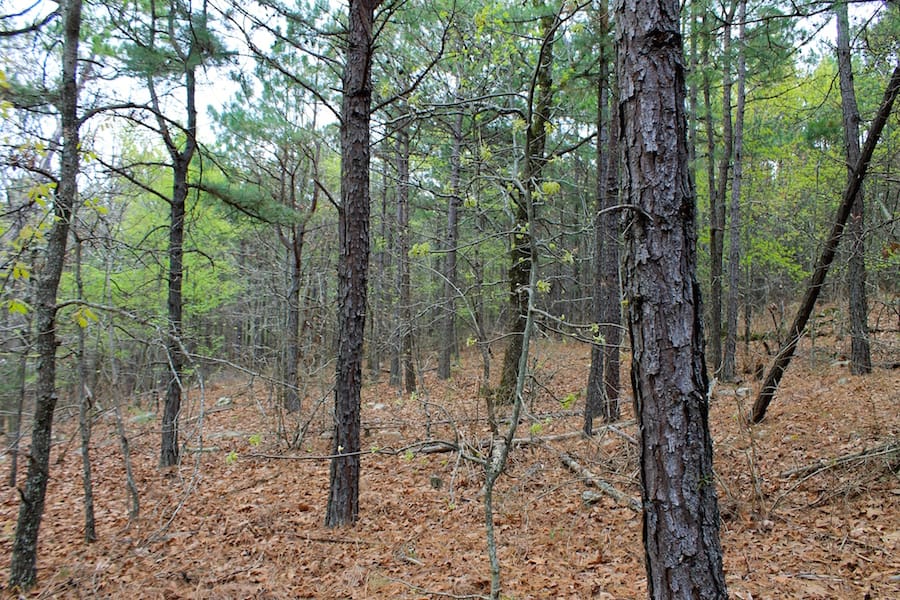 Trophy Ridge Phase III Tract 47 photo 7