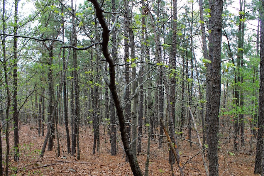 Trophy Ridge Phase III Tract 47 photo 8