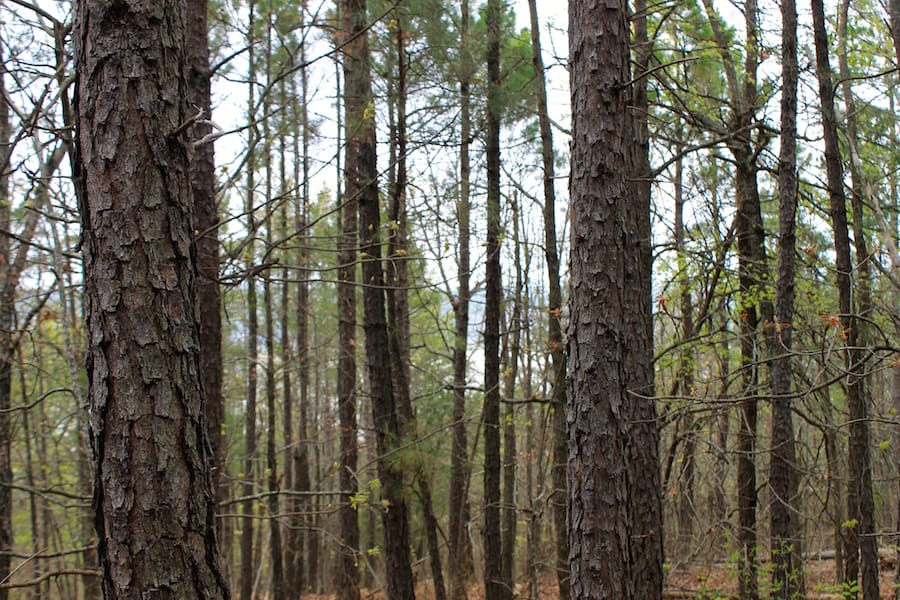 Trophy Ridge Phase III Tract 47 photo 9