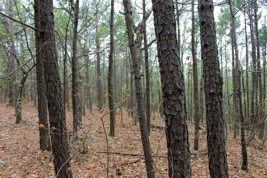 Trophy Ridge Phase III Tract 47 photo 10