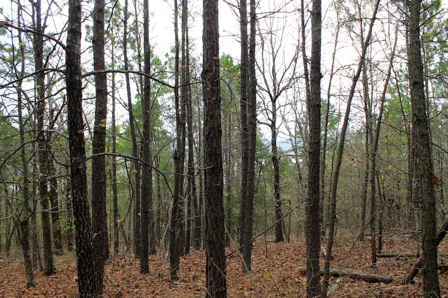 Trophy Ridge Phase III Tract 47 photo 11
