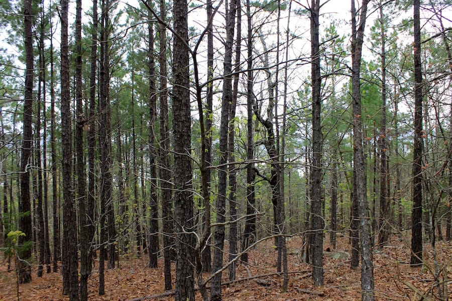 Trophy Ridge Phase III Tract 47 photo 12