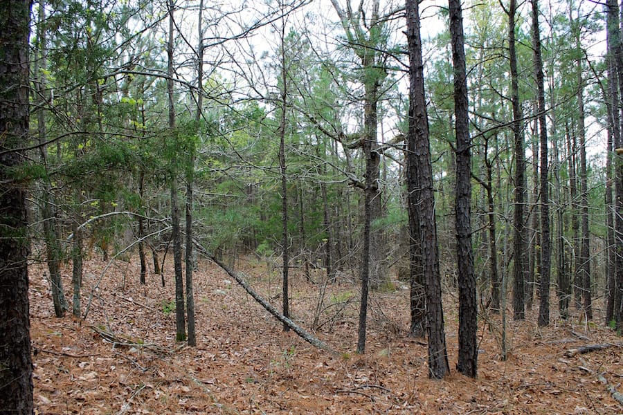 Trophy Ridge Phase III Tract 47 photo 13