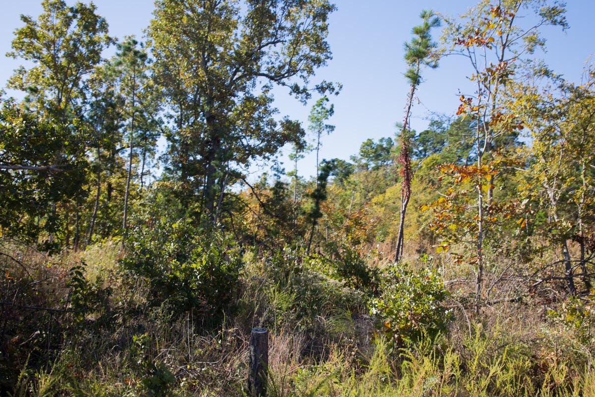 Stone Creek Phase I Tract 164 photo 13