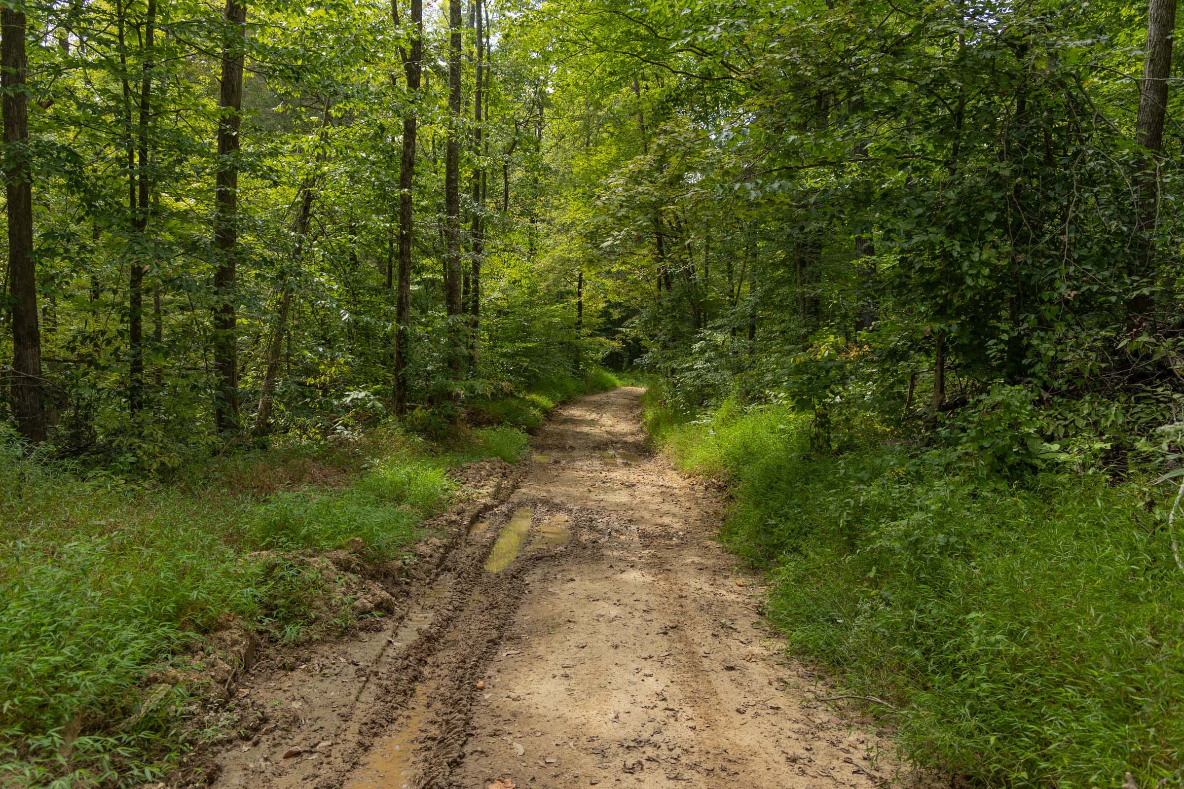 Big White Oak Tract 140 photo 2