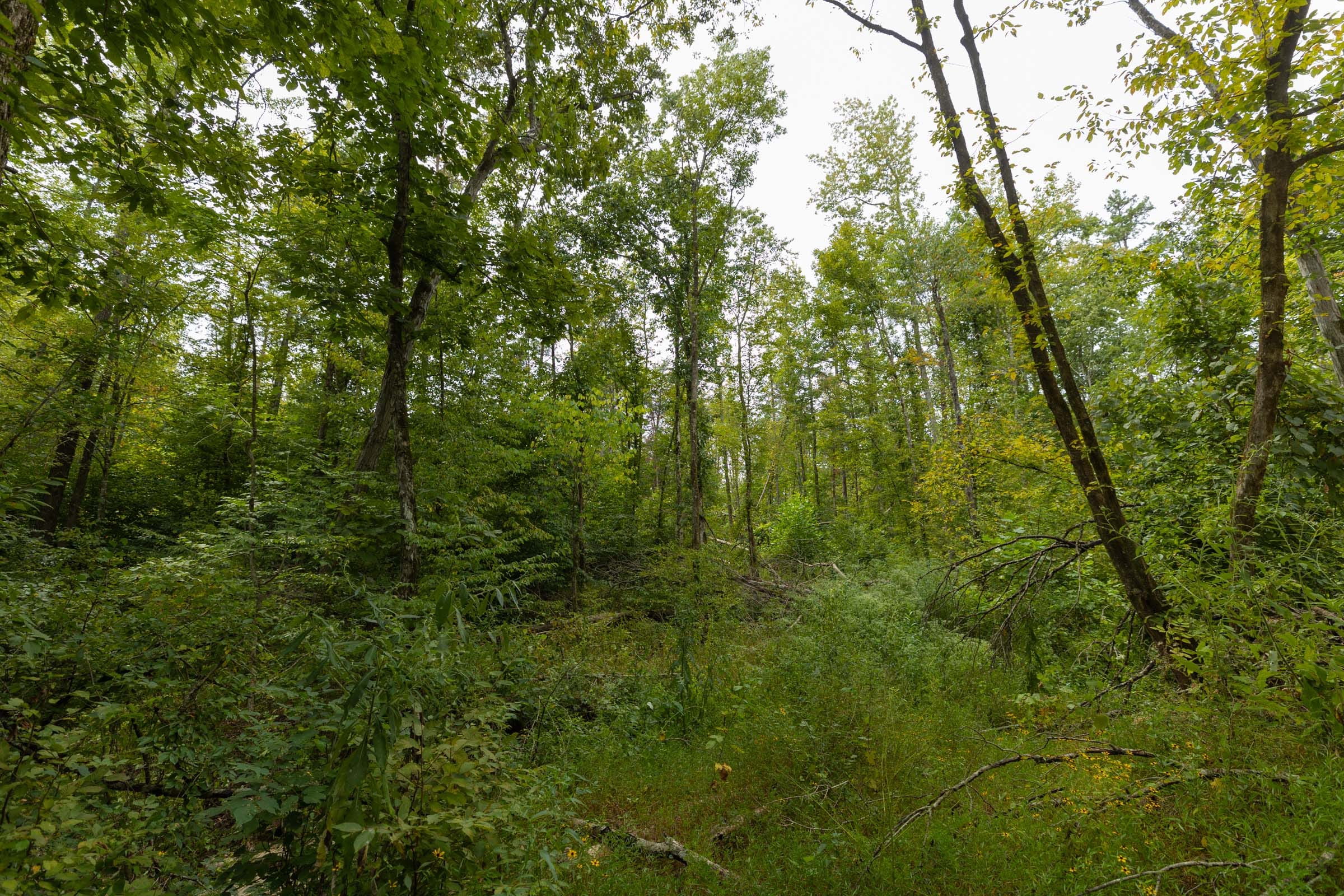 Big White Oak Tract 140 photo 11