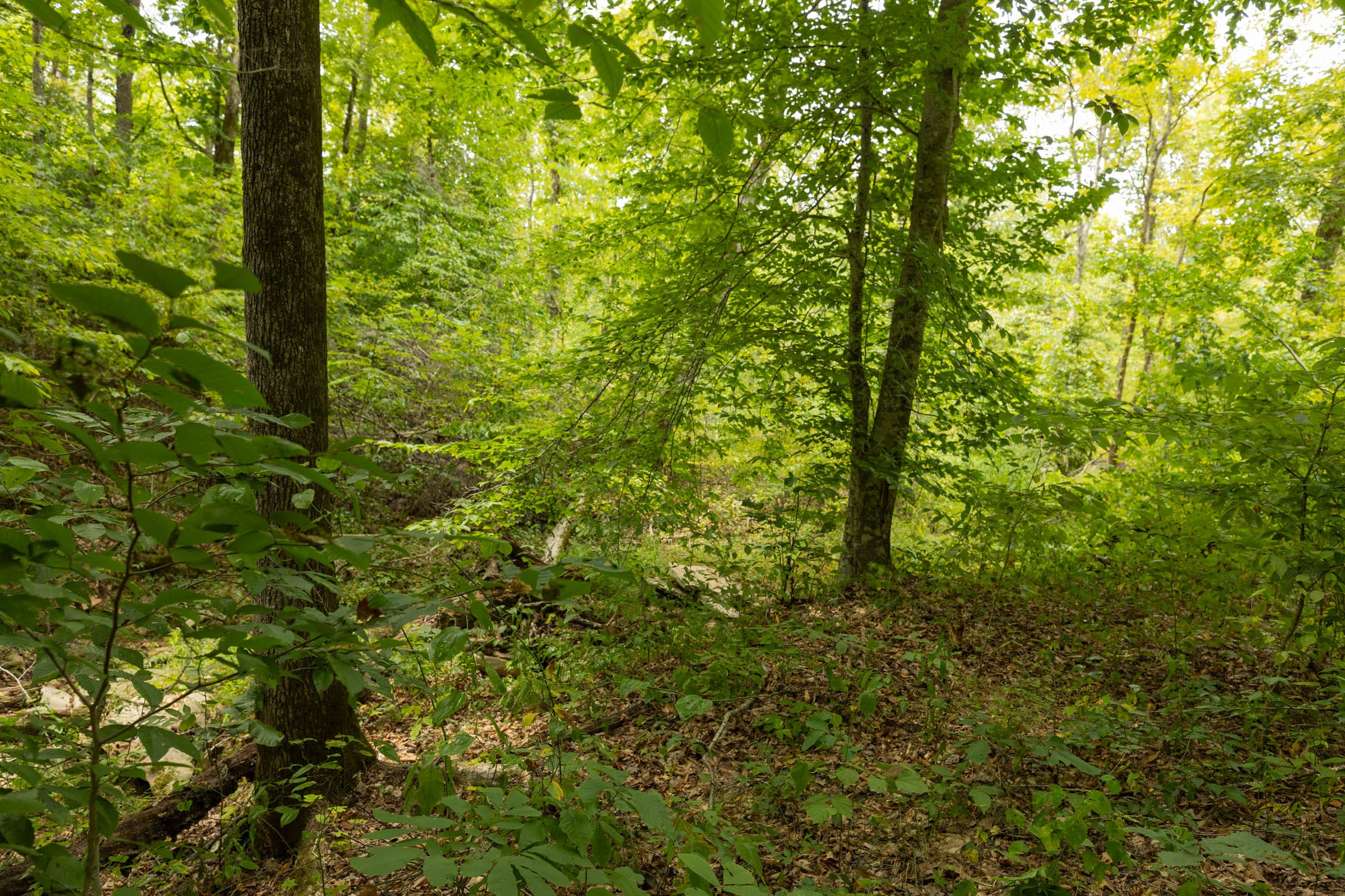 Big White Oak Tract 140 photo 10