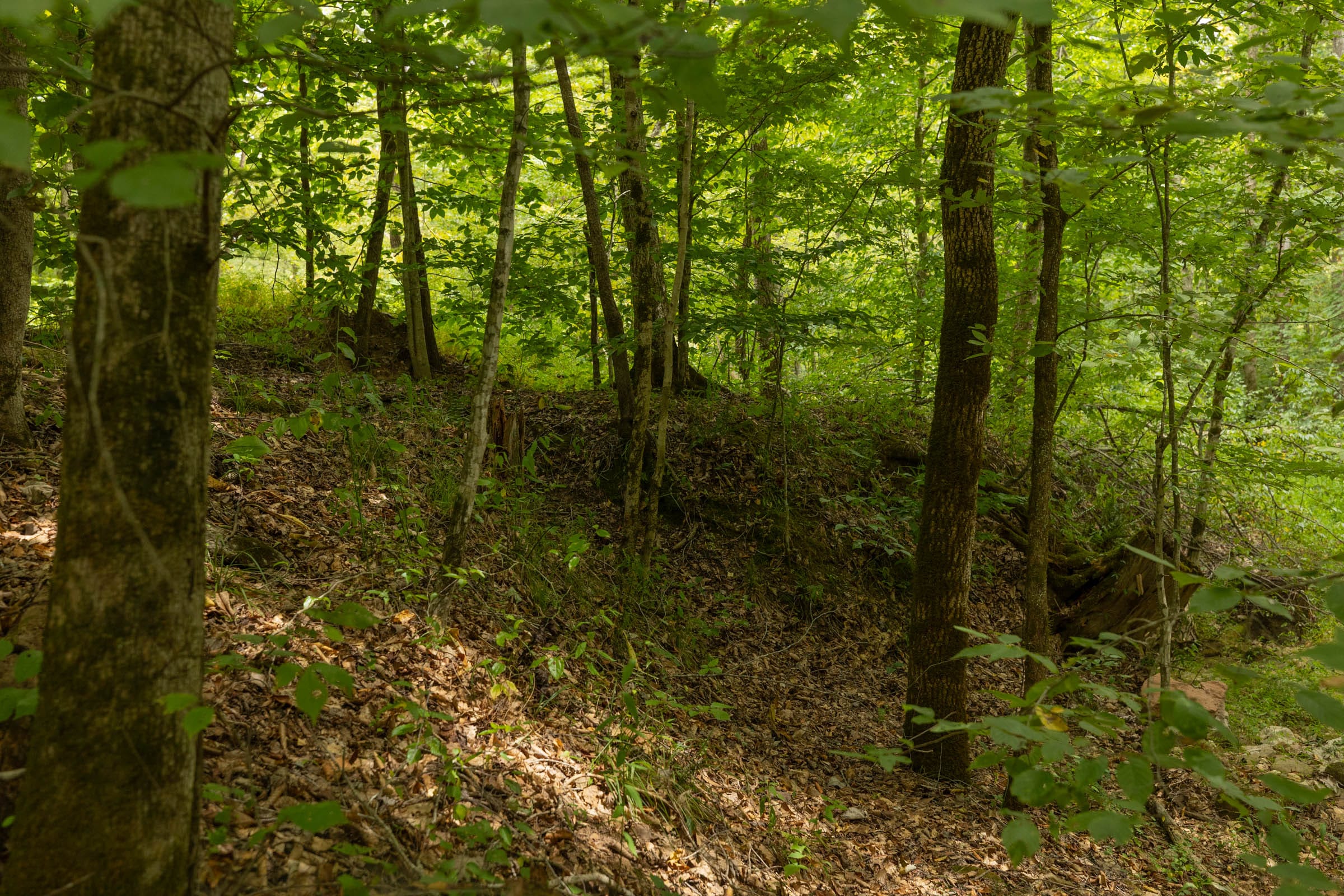 Big White Oak Tract 140 photo 7