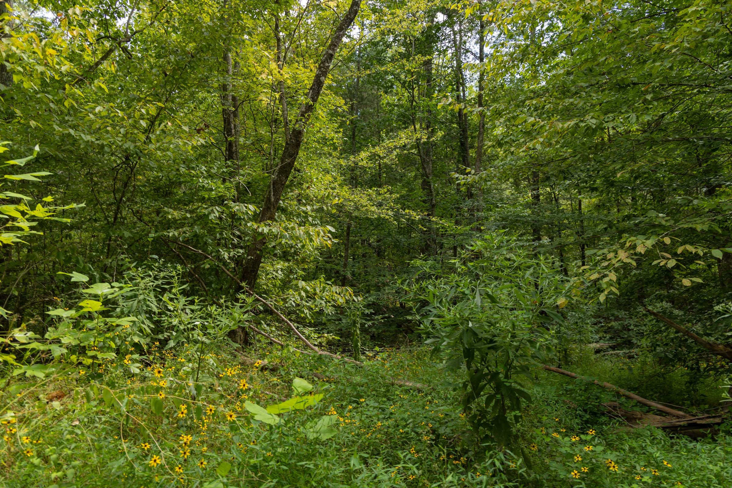 Big White Oak Tract 140 photo 3