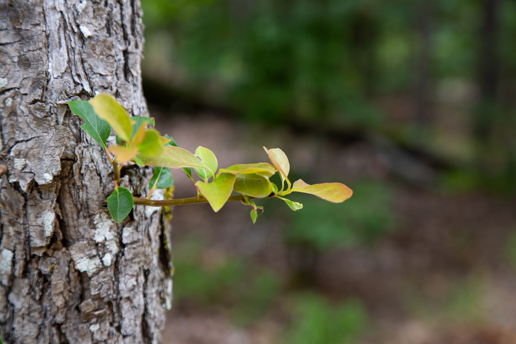 Eagle’s Nest Tract 27 photo 12