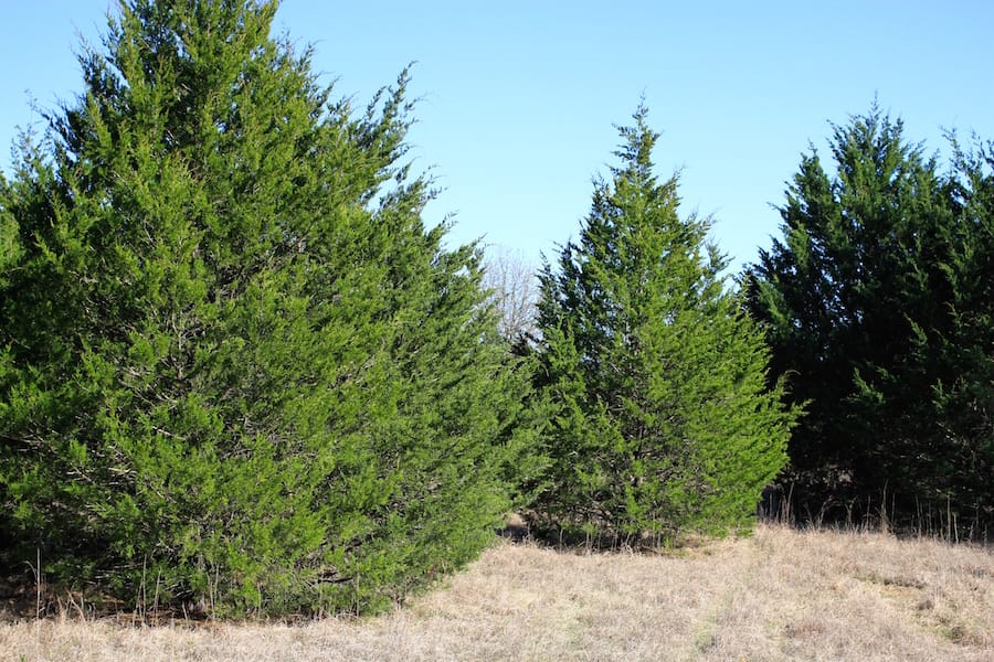 Montgomery Ranch Tract 18 photo 4