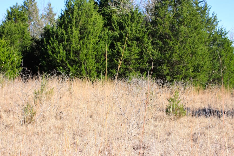 Montgomery Ranch Tract 18 photo 7