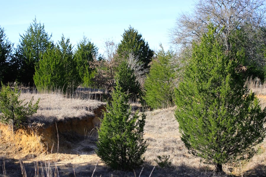 Montgomery Ranch Tract 18 photo 10