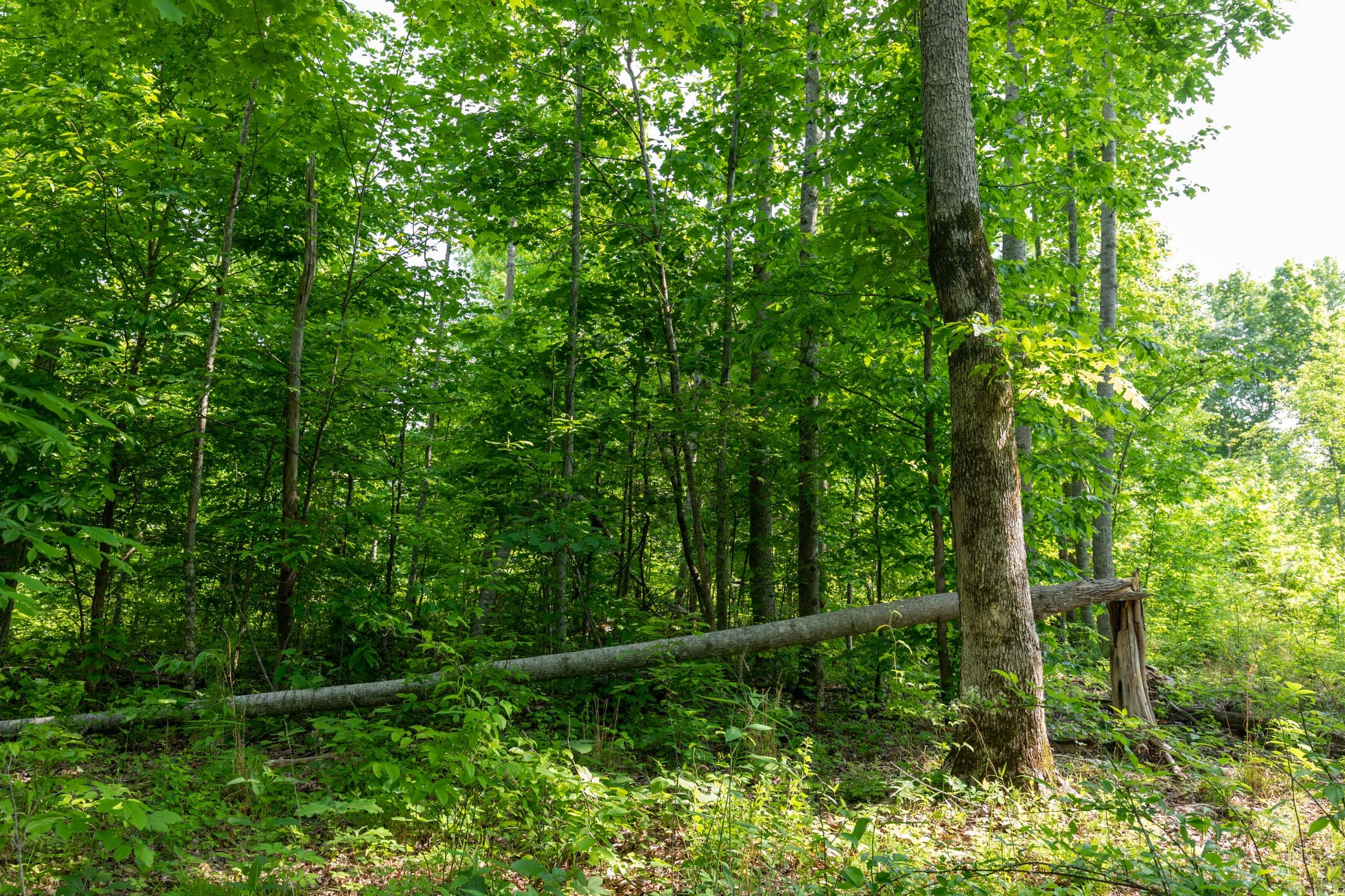 Cedar Creek Tract 23 photo 1