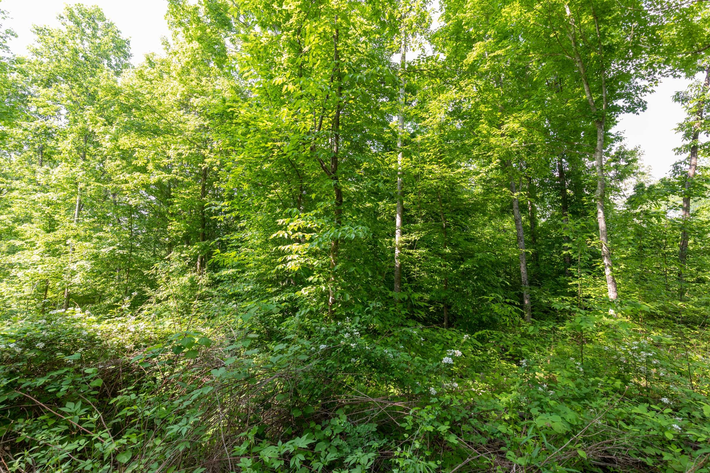 Cedar Creek Tract 23 photo 2