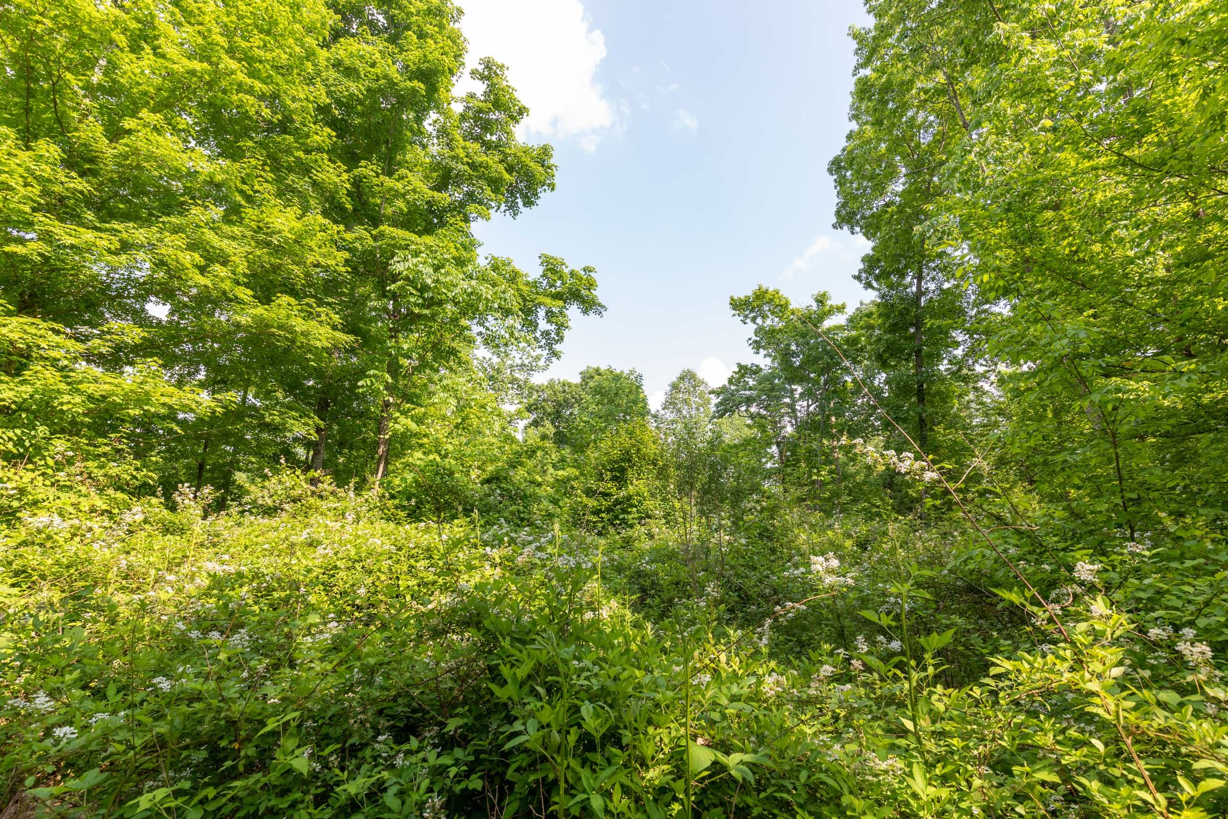 Cedar Creek Tract 23 photo 4