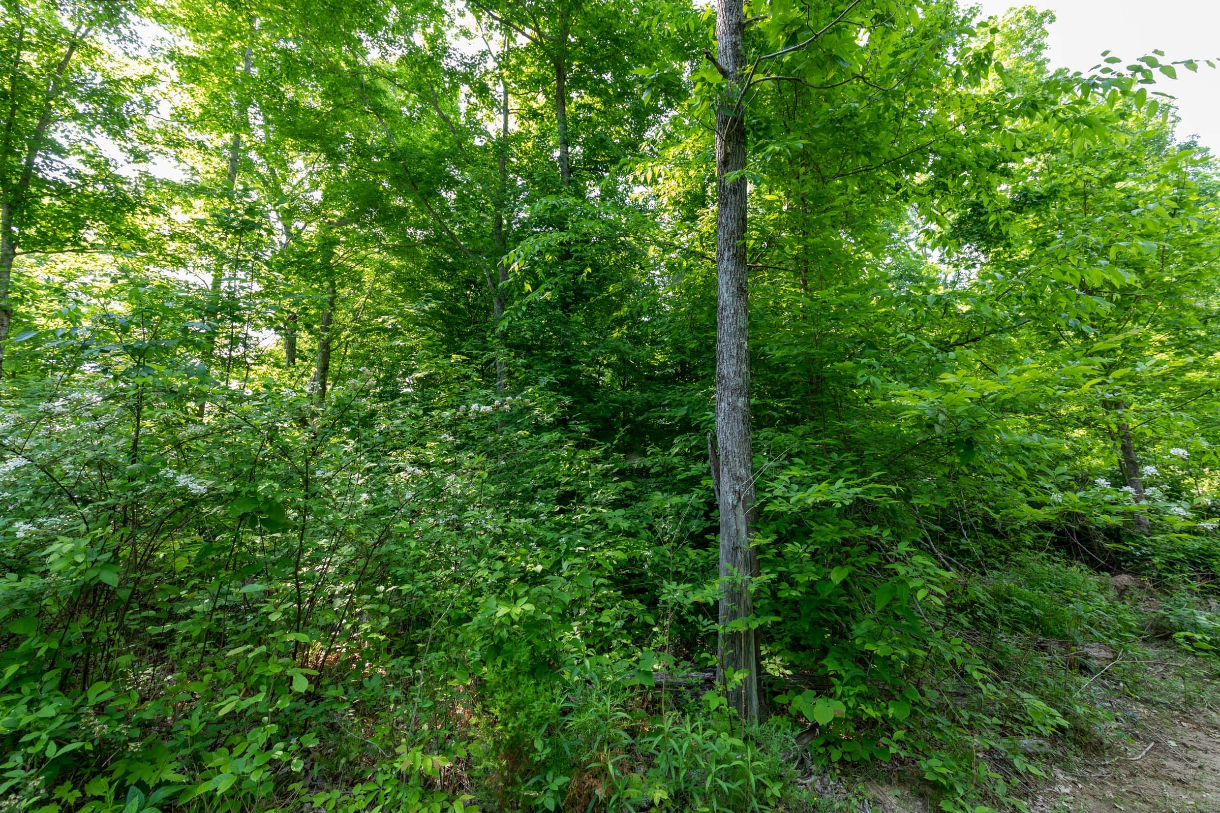 Cedar Creek Tract 23 photo 5