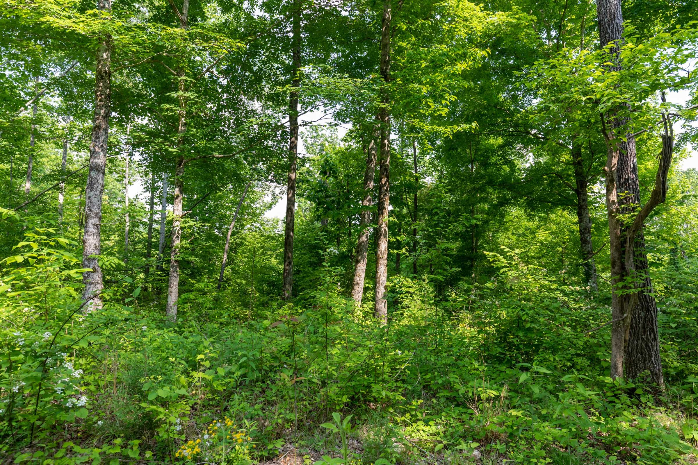 Cedar Creek Tract 23 photo 6