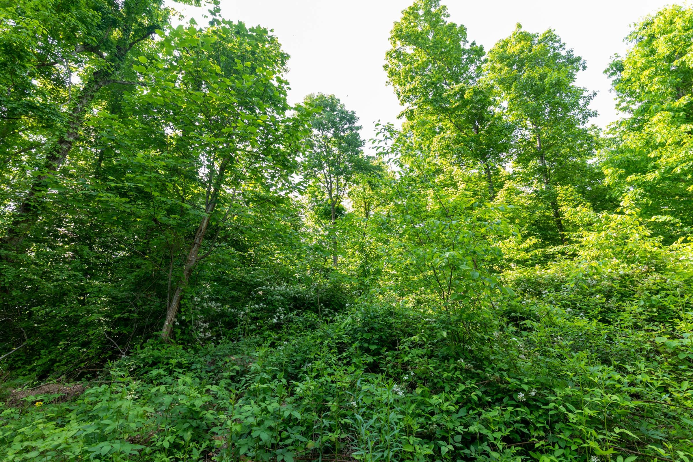 Cedar Creek Tract 23 photo 8