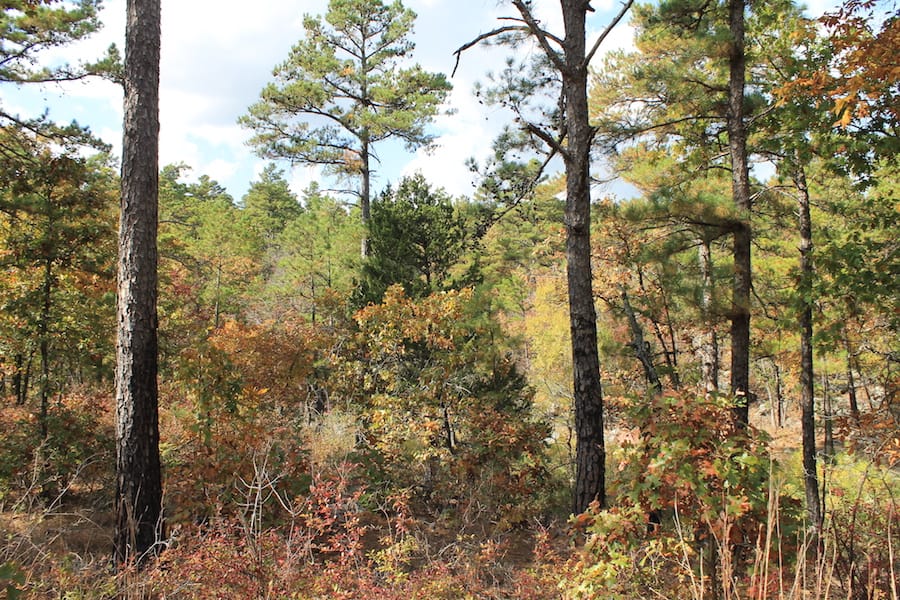 Indian Ridge – Phase III Tract 118 photo 13