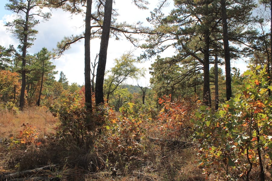 Indian Ridge – Phase III Tract 118 photo 16