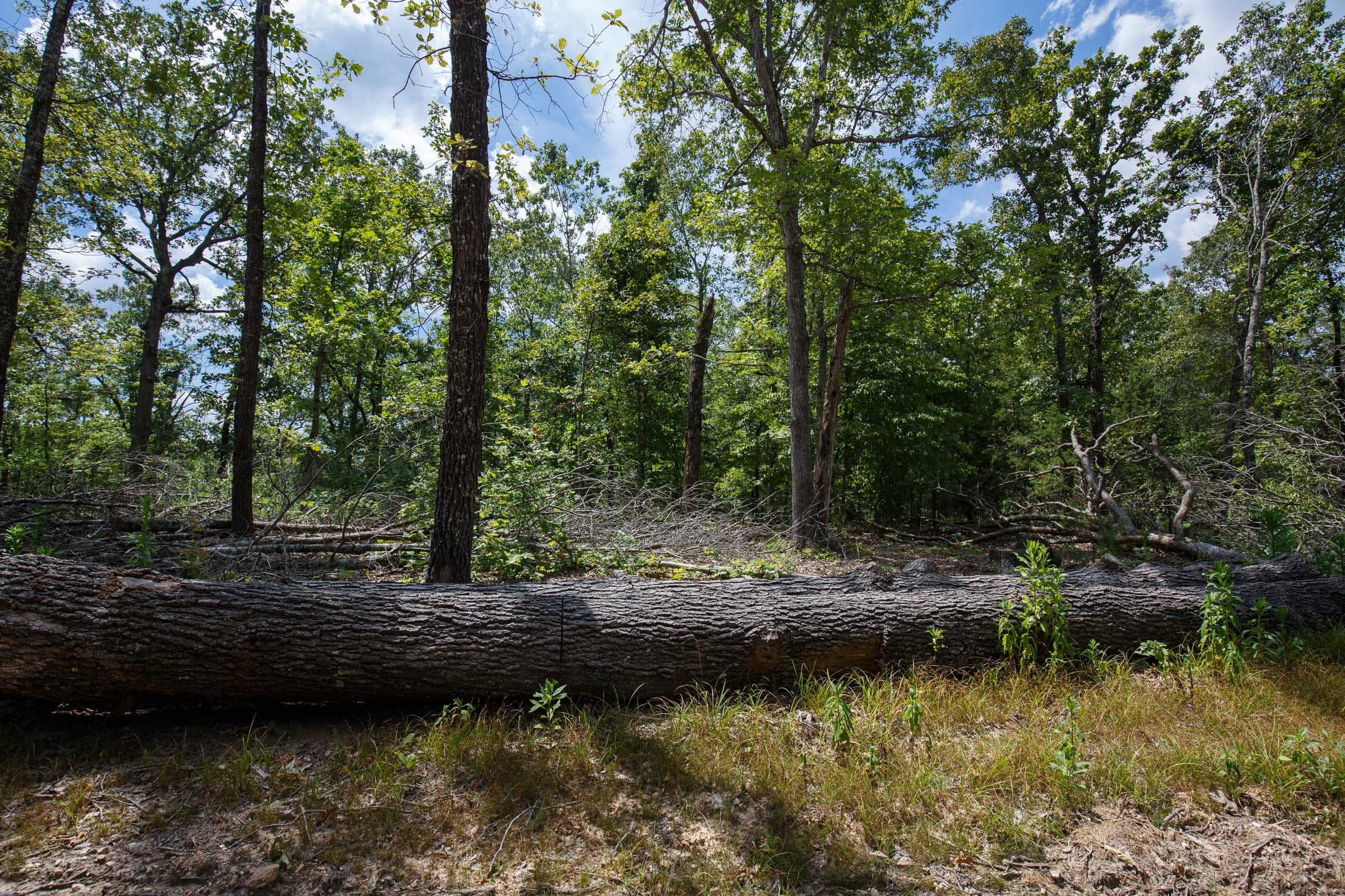 Wildwood Tract 8 photo 2