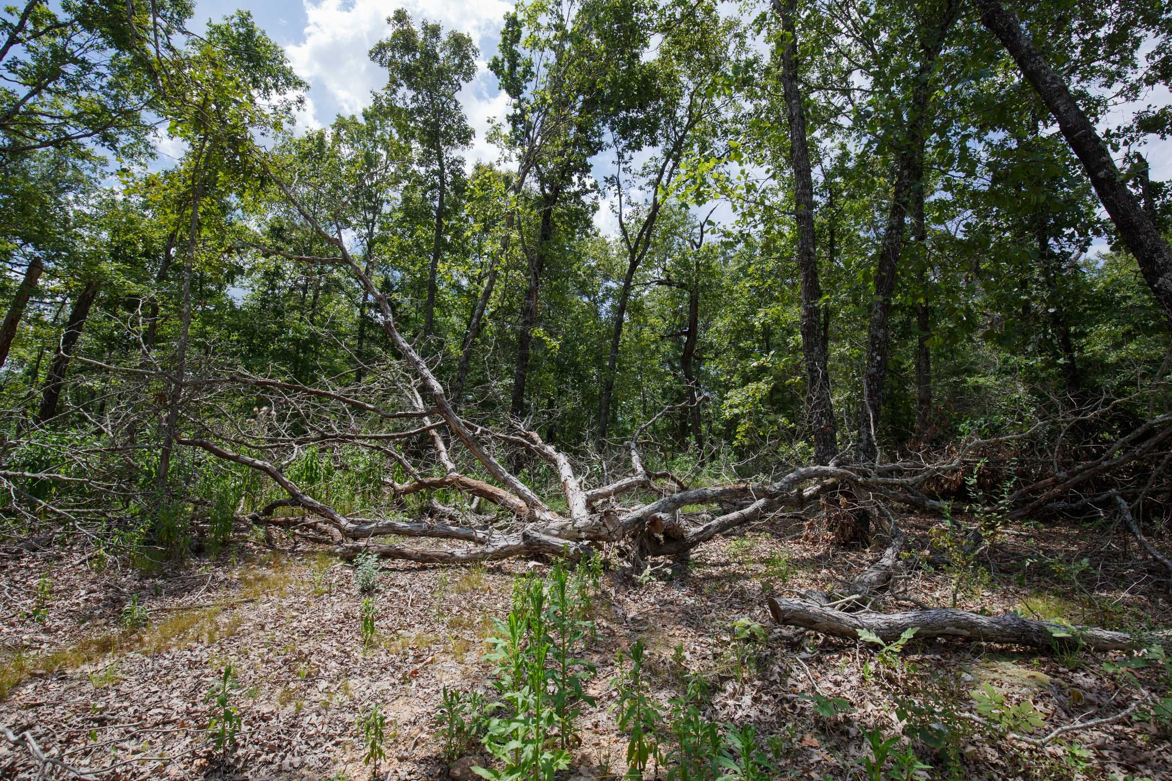 Wildwood Tract 8 photo 4