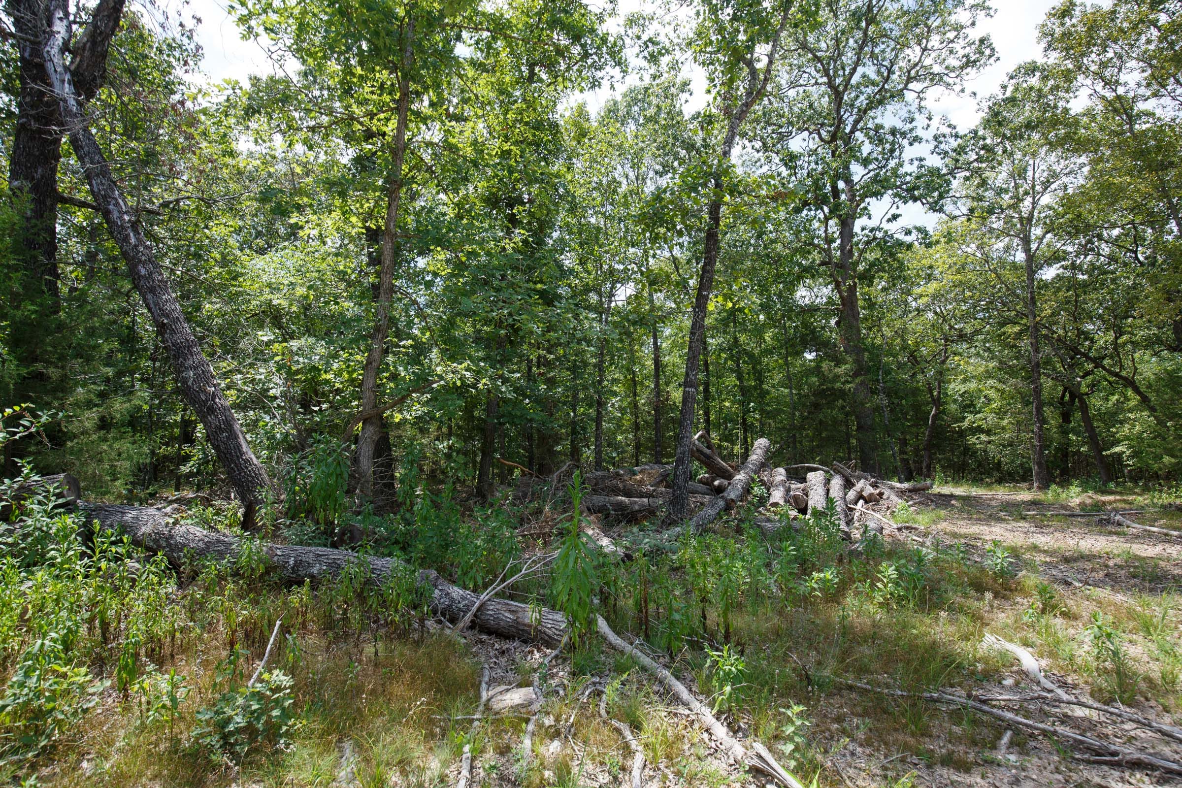 Wildwood Tract 8 photo 6