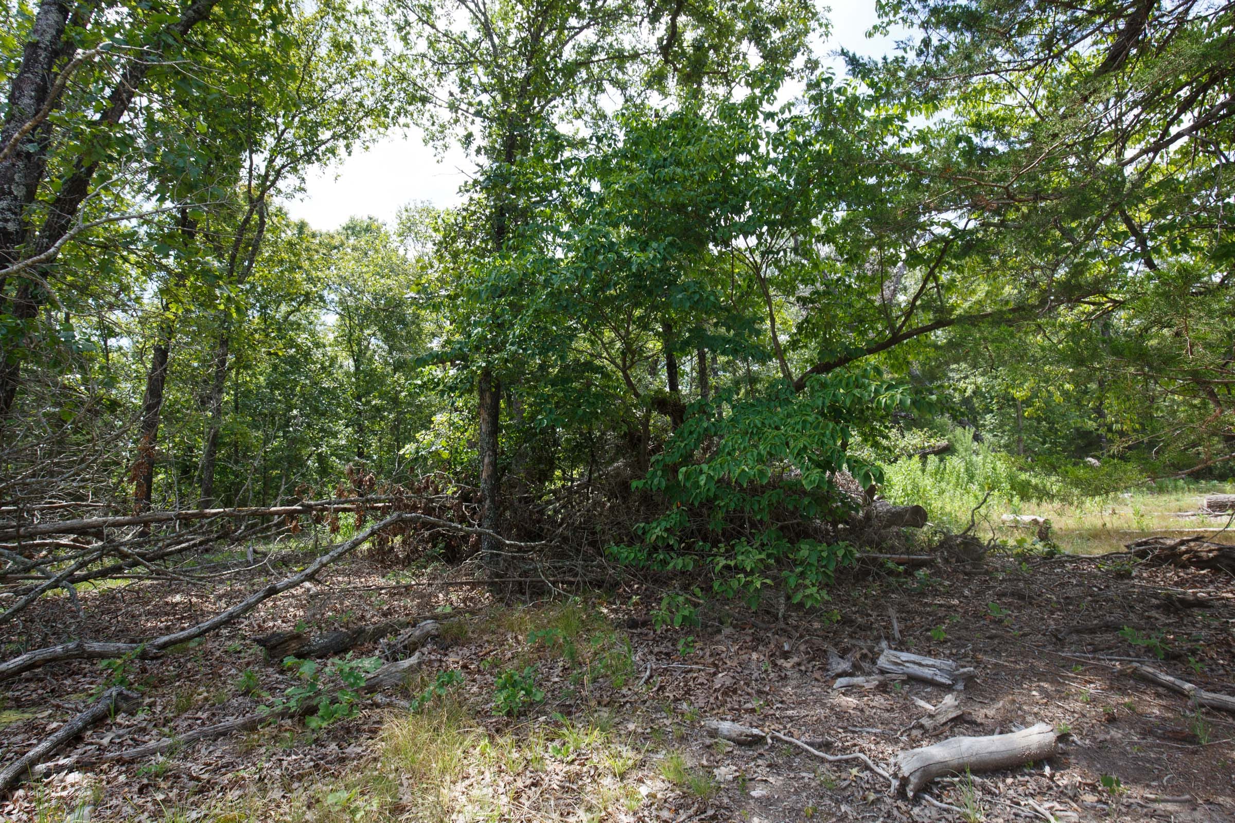 Wildwood Tract 8 photo 3
