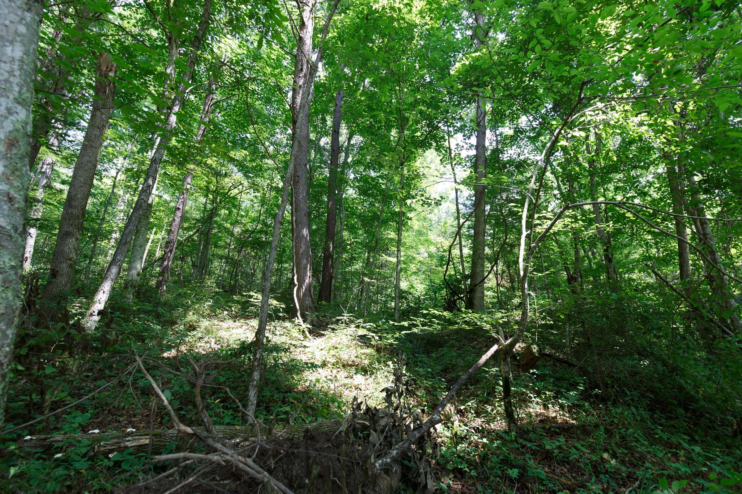 Rolling Hills Tract 6 photo 10