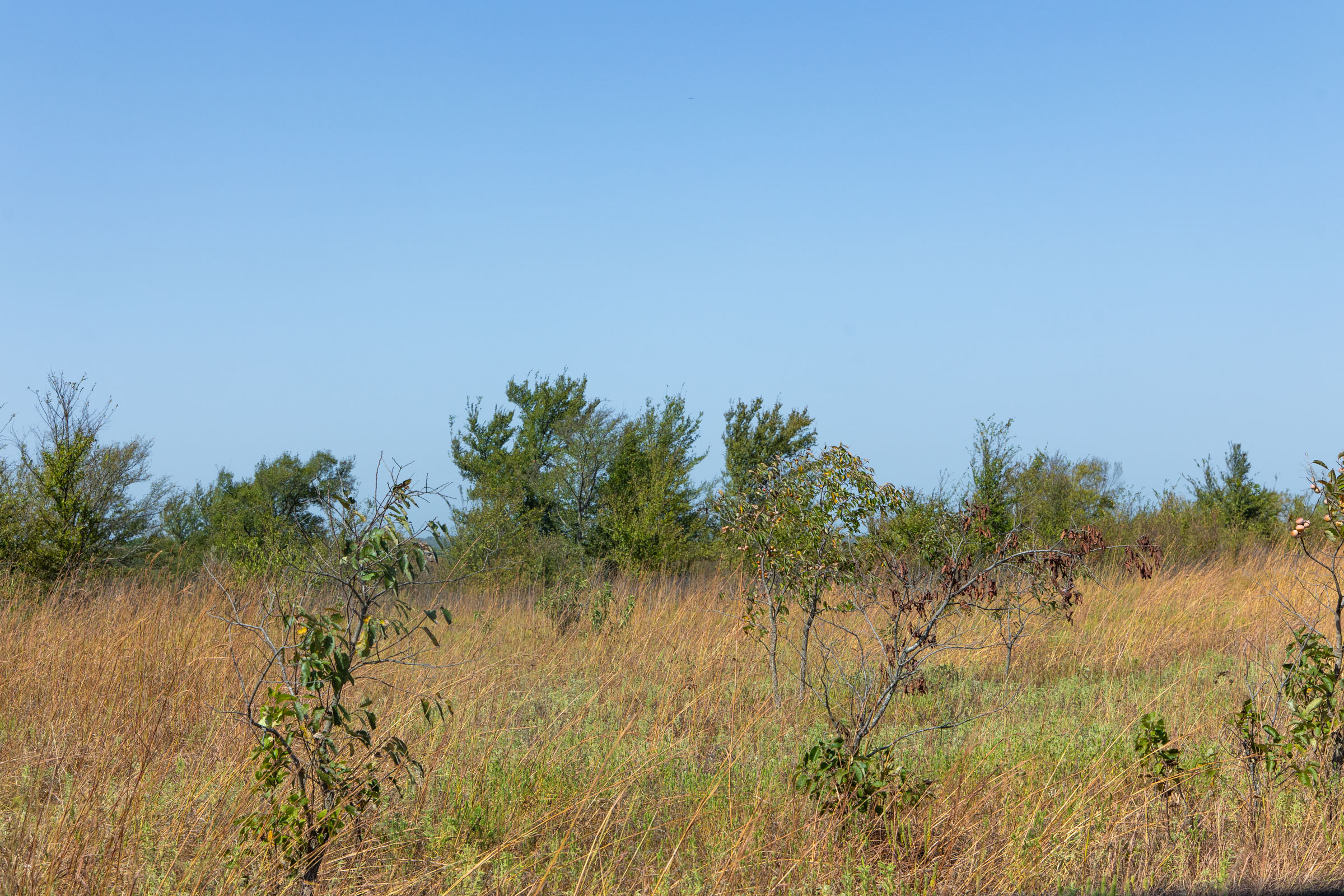Gracyn Meadows Tract 8 photo 6