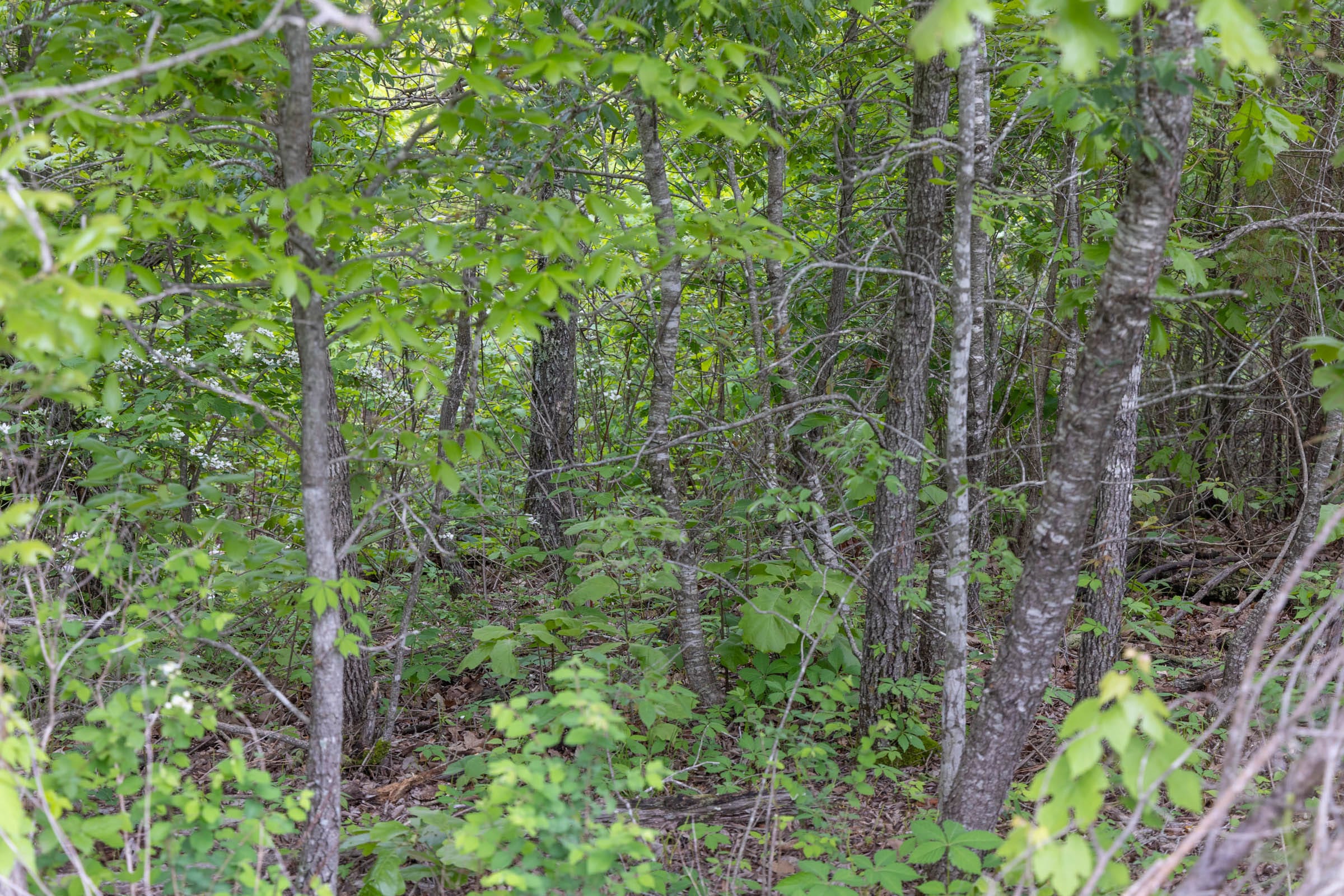 Sleepy Hollow Phase II Tract 86 photo 2