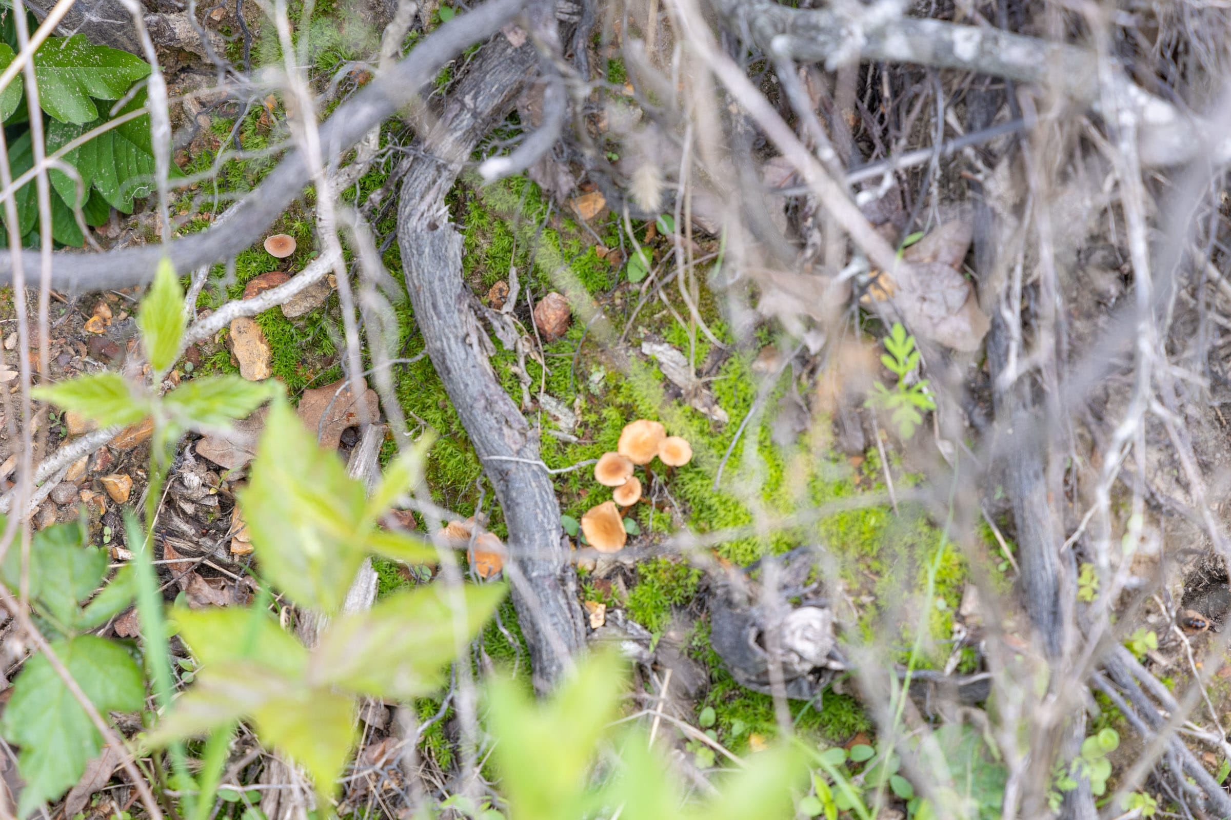 Sleepy Hollow Phase II Tract 86 photo 7