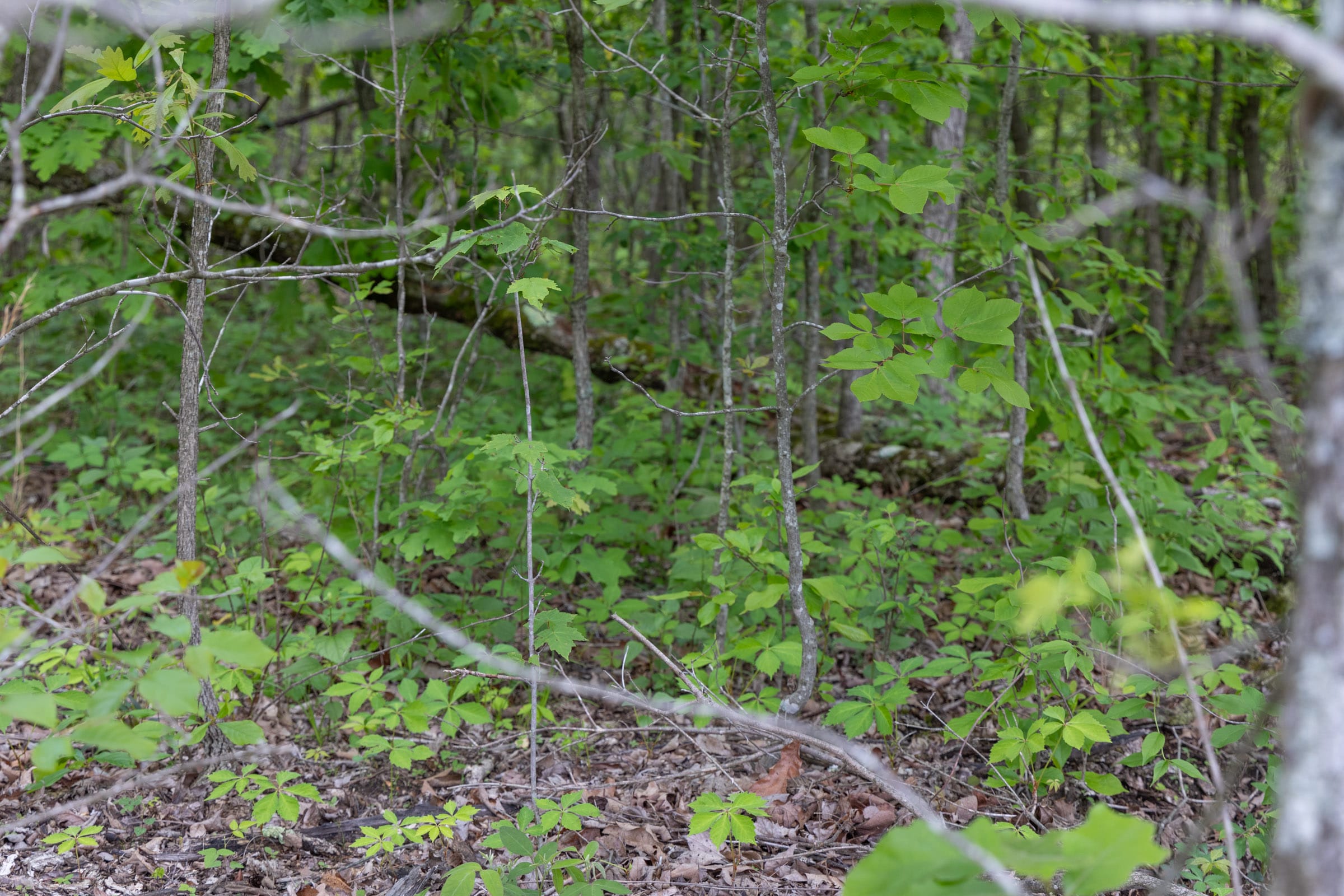 Sleepy Hollow Phase II Tract 86 photo 4