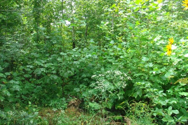 Sugartree Falls Tract 42 photo 1