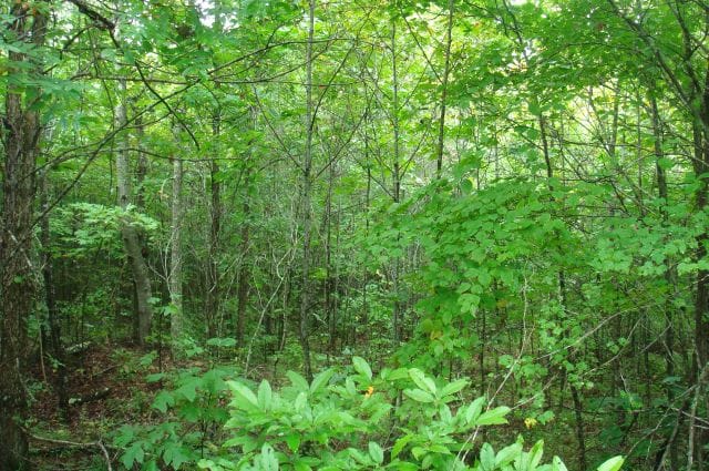 Sugartree Falls Tract 42 photo 2