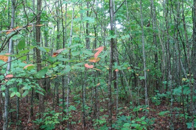 Sugartree Falls Tract 42 photo 3